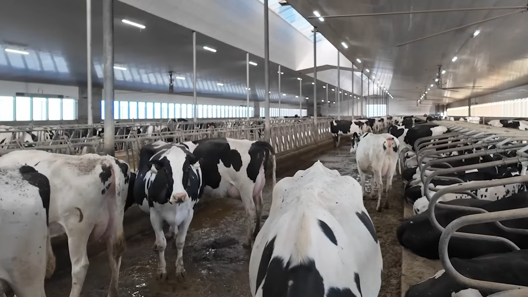 Acoustic Disease Detection: $13.7B Livestock Monitoring Market