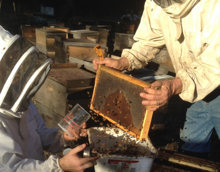 Acoustic Disease Detection: $13.7B Livestock Monitoring Market